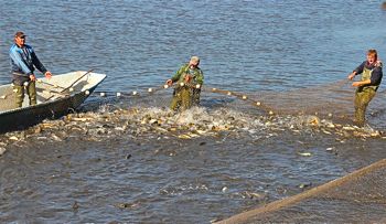 commercial fisherman with full net
